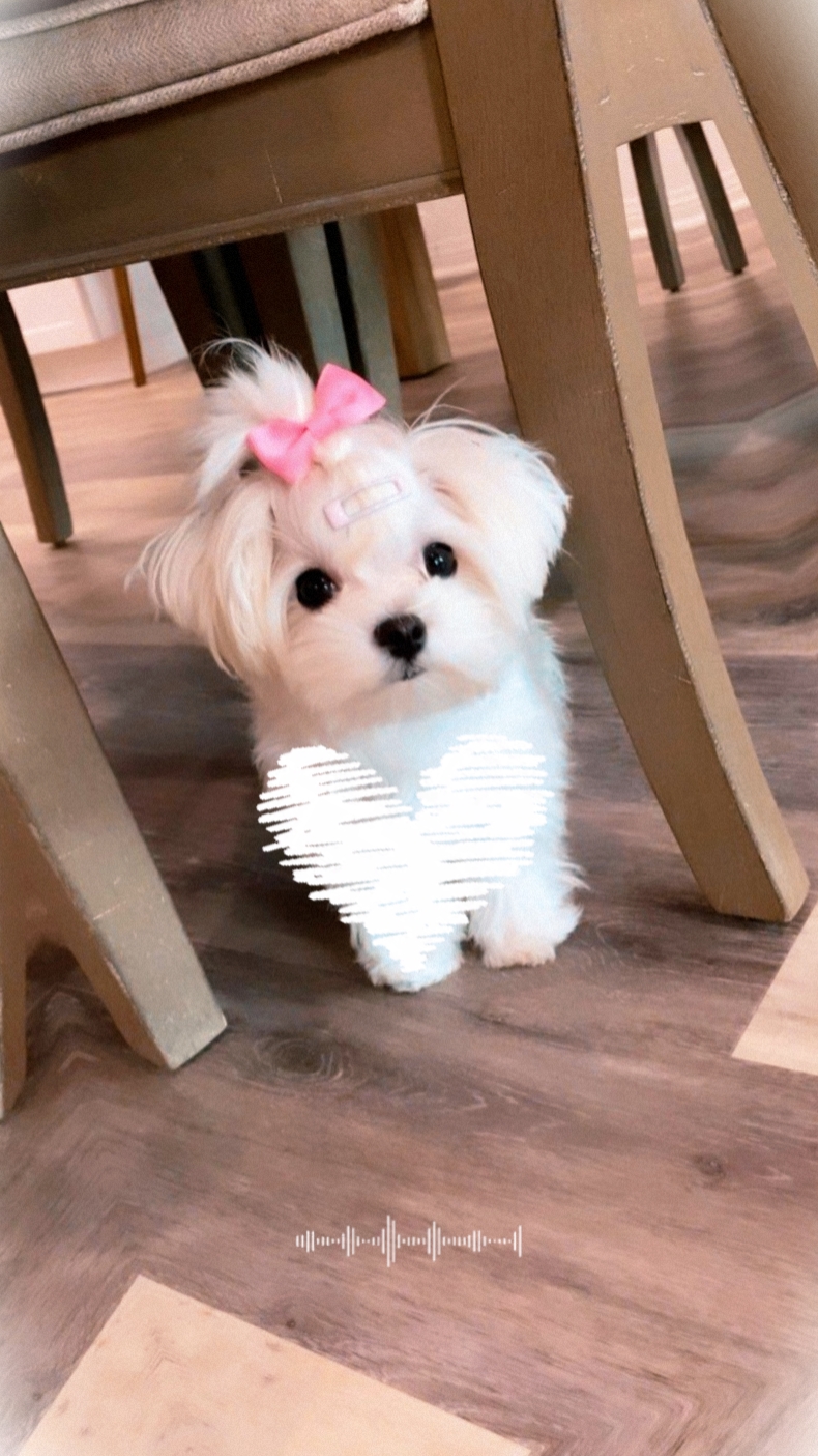 Cute pet