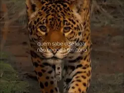 N negocia território