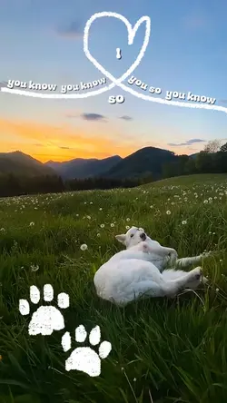 Dog day
