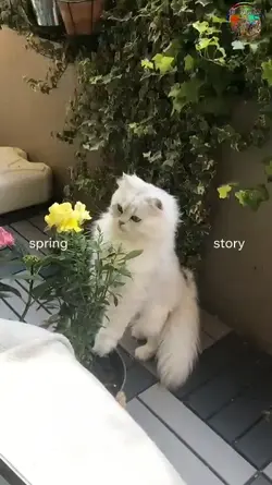 Spring story 