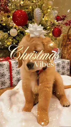 Christmas pet