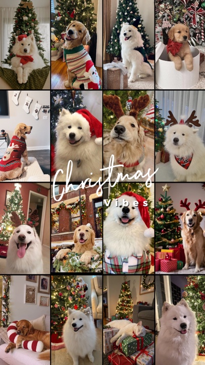 Animal de Noël
