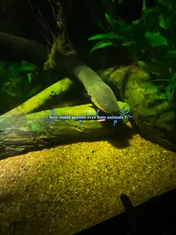 i LOVE animals !! <3