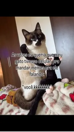 Gato