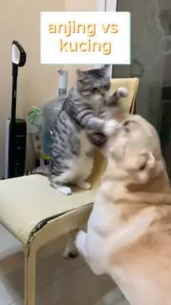 kucing vs anjing
