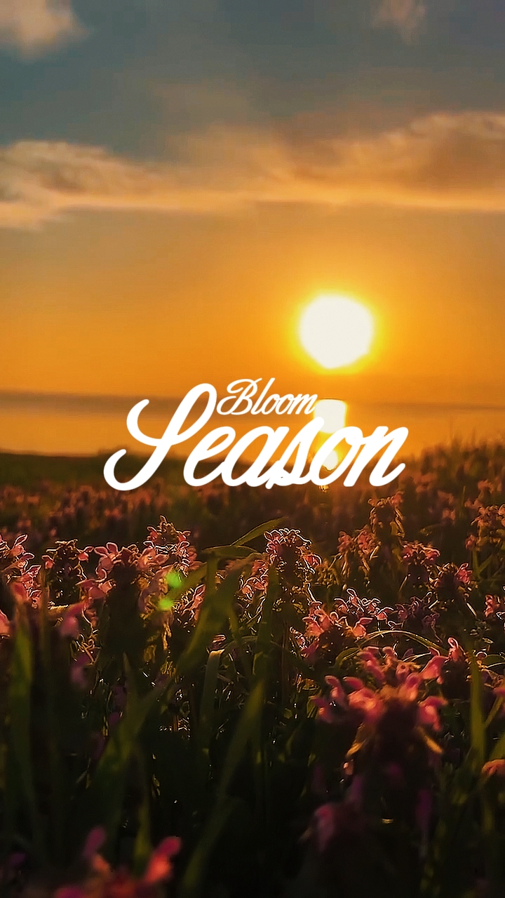 Bloom season