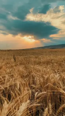 Şakiro.”