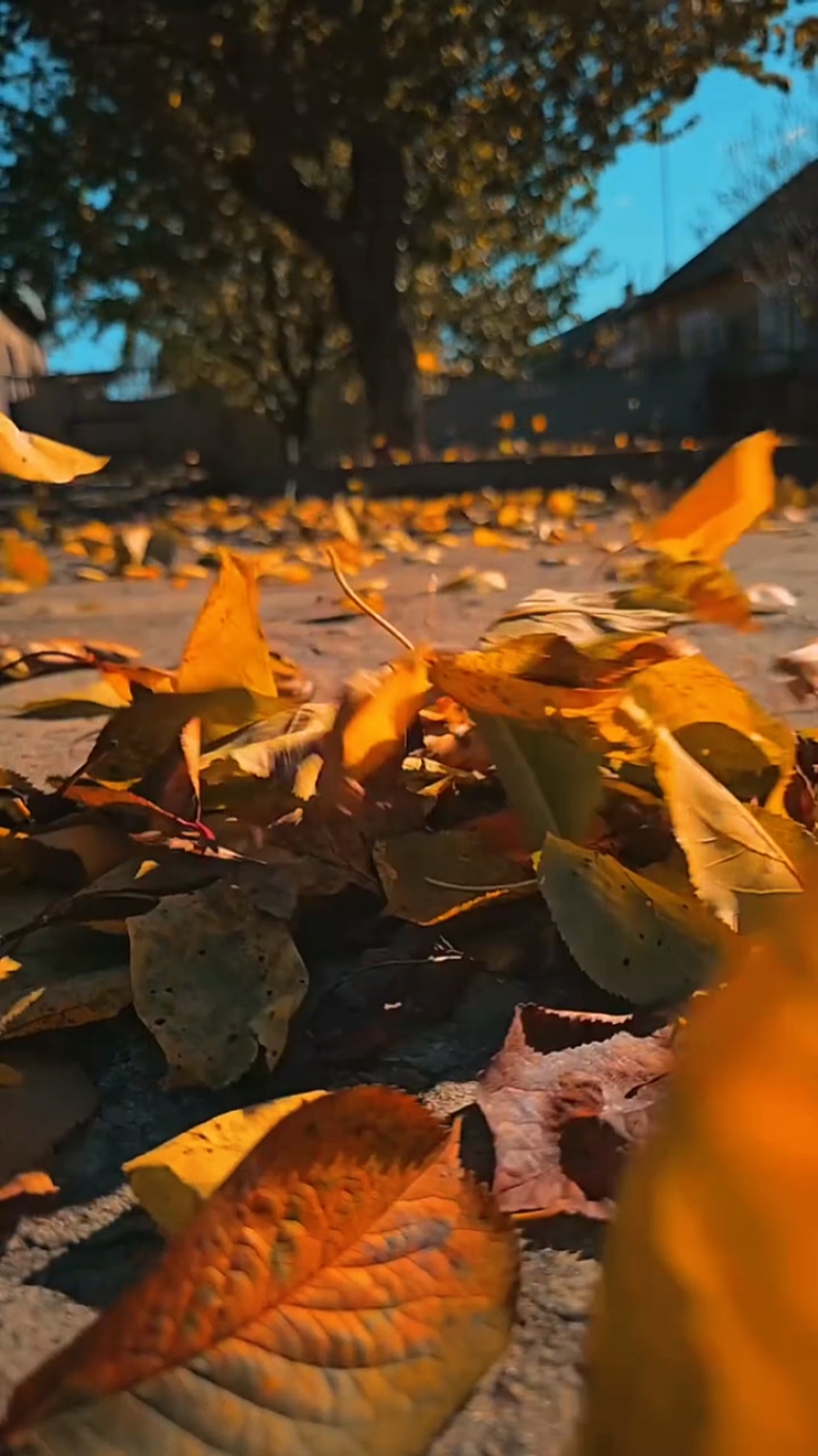  Autumn vlog