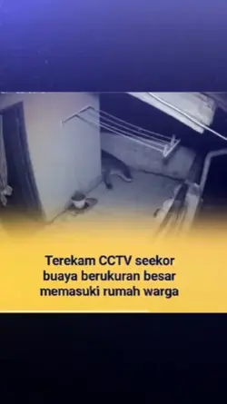 terekam cctv seekor