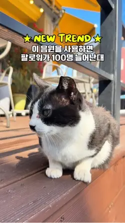 팔로워 100명 늘어나는 음원