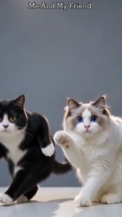 Gato divertido:
