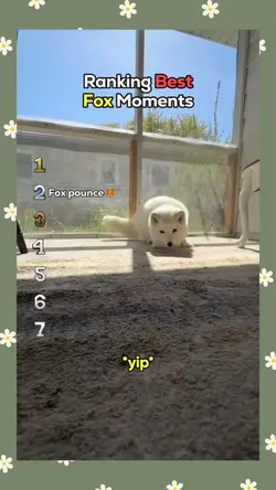 best fox moments 