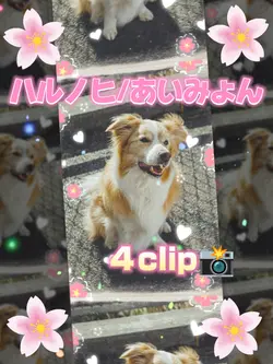 ハルノヒ/あいみょん