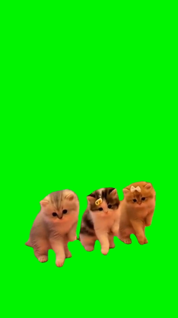 trio cat vibing