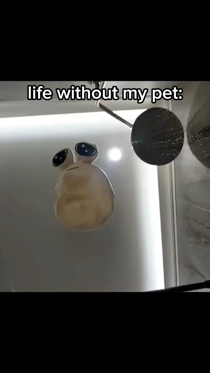 life without my pet😣