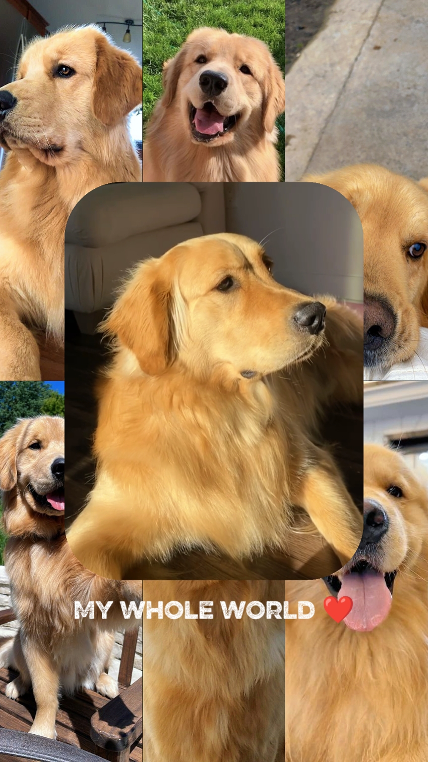 mon chien