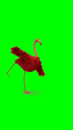 flamingo dance