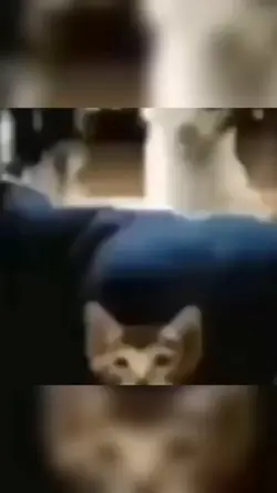 FUNNY MEME