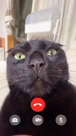 Calling cat meme