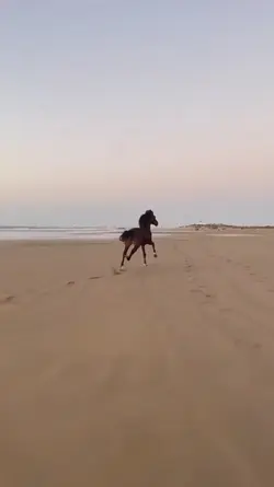 horse