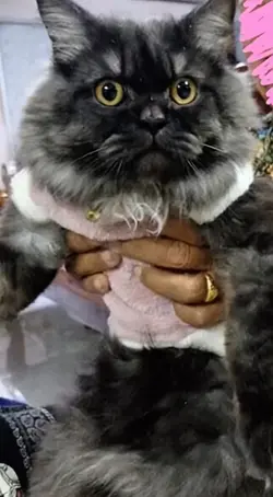 บรื้นๆ