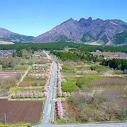 桜花祭