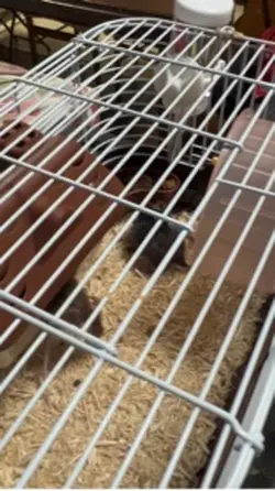 ニューフェイス