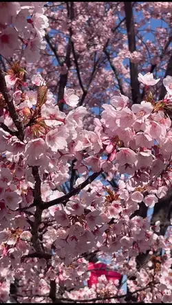 #sakura 