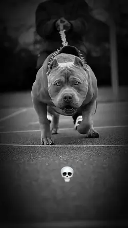 EDIT CAVEIRA PITBULL