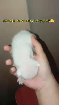 White kitten