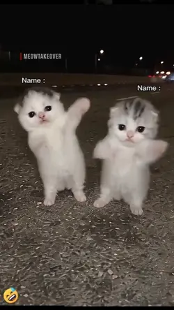 Funny Cat