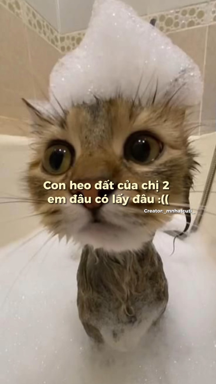 Con heo đất của chị2