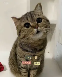 แมวพูดได้