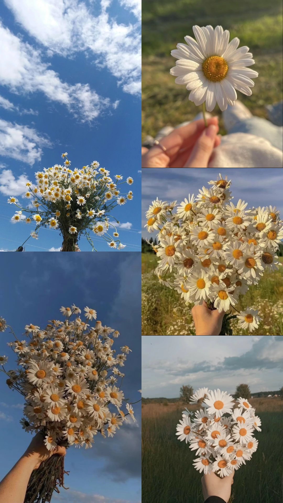 ESTETIK DE FLORES DE MARCO