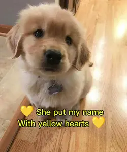 yellow hearts