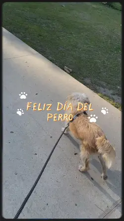 Mi perrito ❤️‍🩹