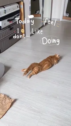 Lazy Cat