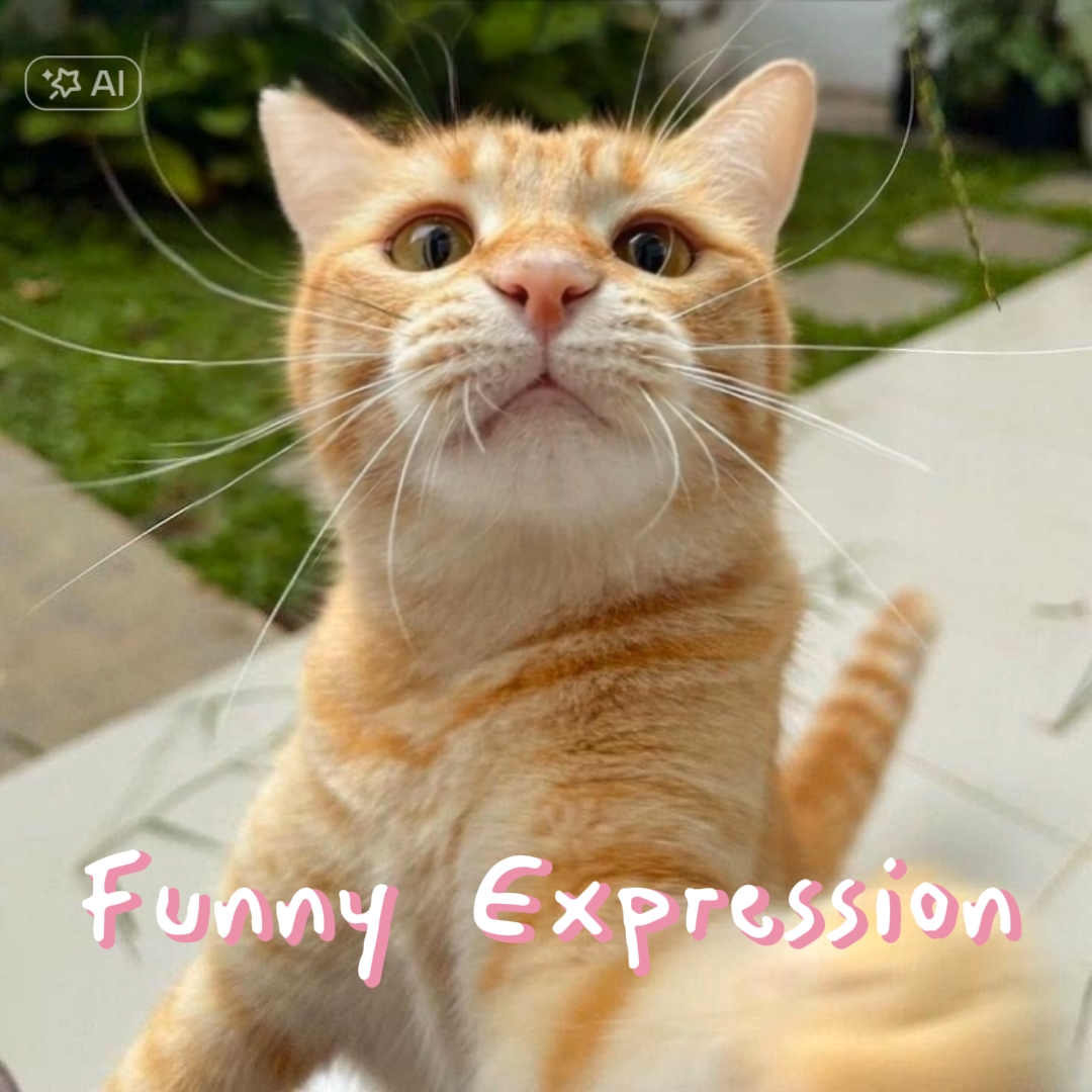 Cat funny Expression