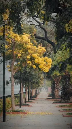 ရပြီနော်