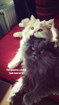 cinta sudah kewat