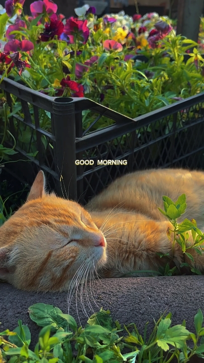 Good morning 