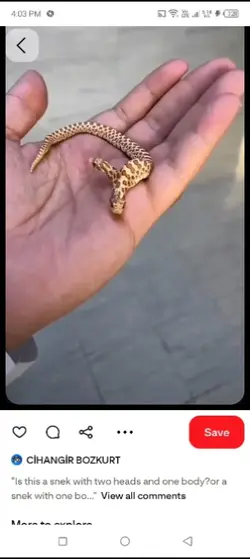 two headed snake
