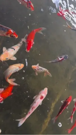 bobo ka naman by Rey