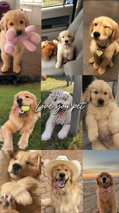 Te amo día de mascotas