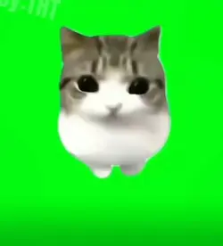 Cute Cat