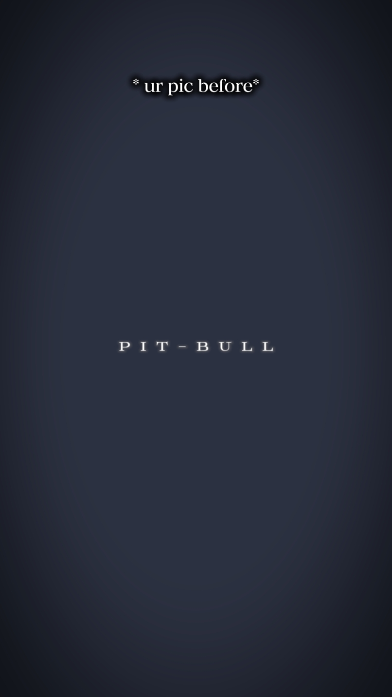 pitbull terrier