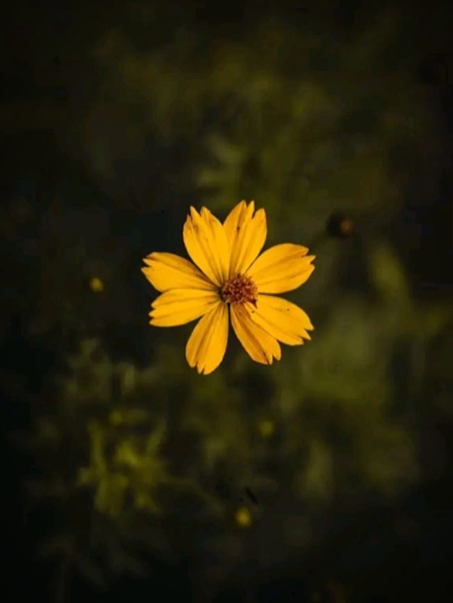 ইসলামিক ভিডিও 