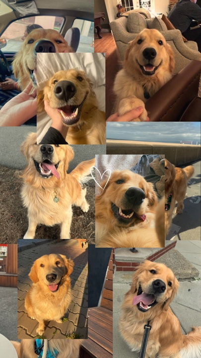 Mejor amigo del perro