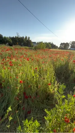 Maciek talks lol 🤪 