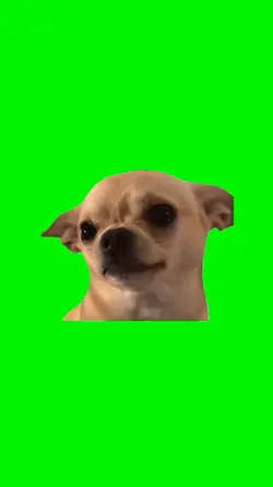 sad dog